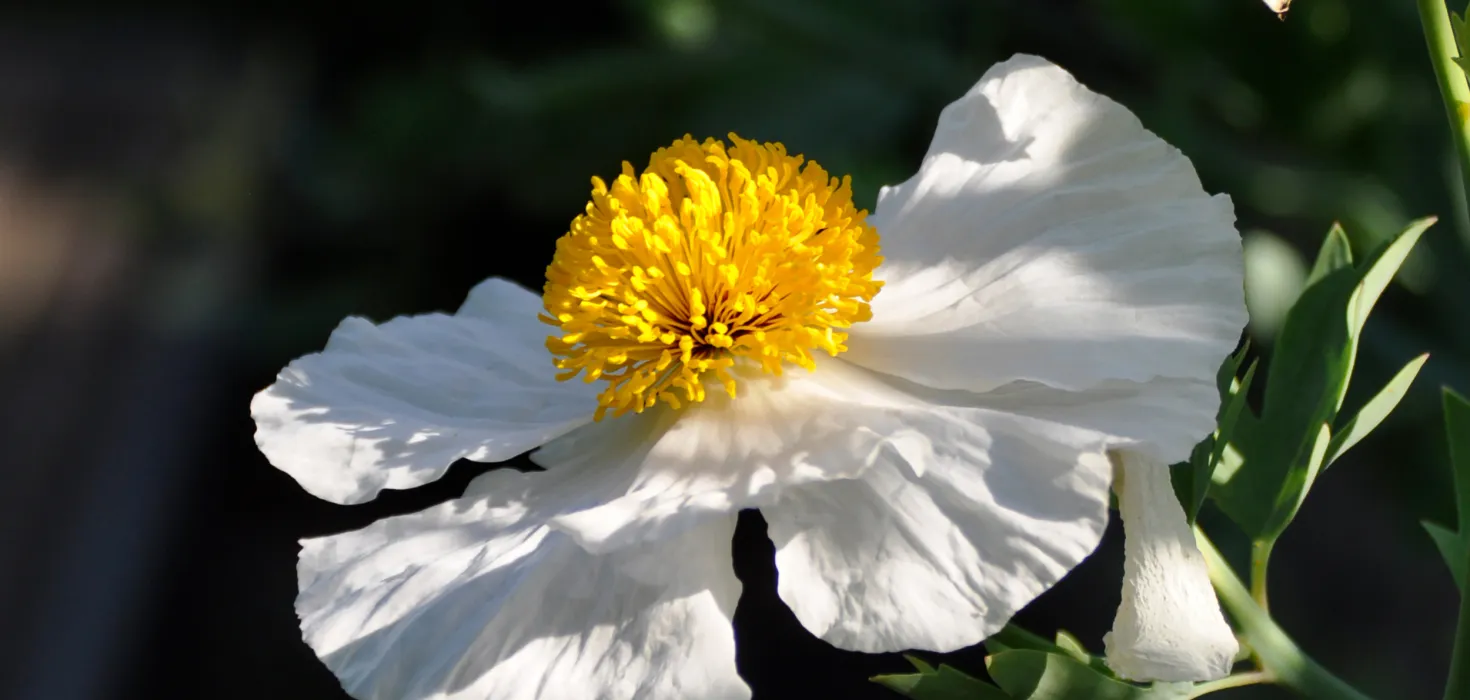 Weiße Blüte des Baummohns mit leuchtend gelber Mitte im Sonnenlicht.
