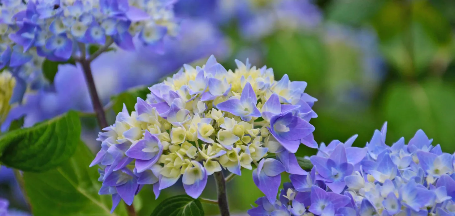 Nahaufnahme von blühenden Hortensien mit blassgelben und blauen Blüten in einem Garten