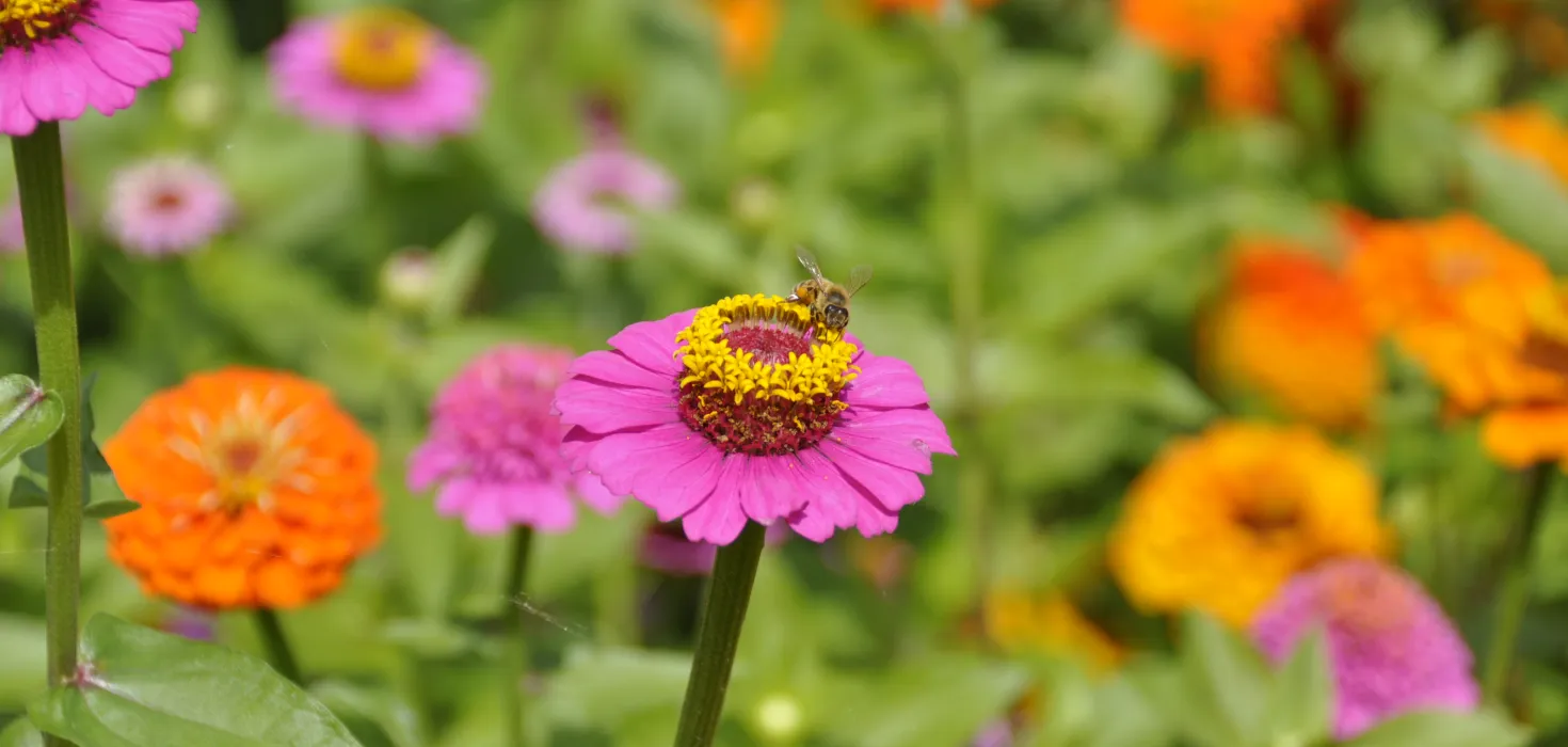 Biene auf einer pinken Zinnie mit gelber Blütenmitte in einem Blumenbeet; im unscharfen Hintergrund sind weitere pinke und orange Zinnien zu sehen.