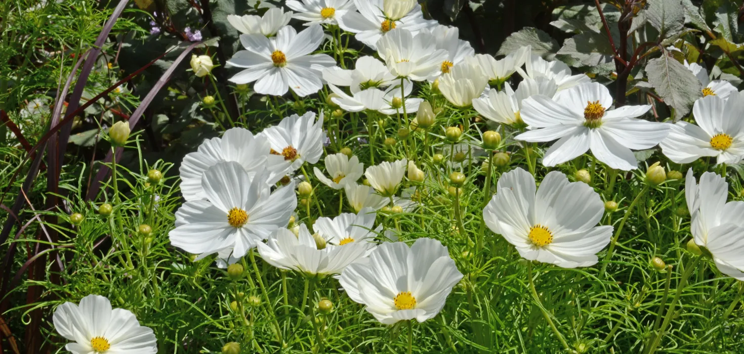 Weiße Schmuckkörbchen (Cosmos bipinnatus) mit zarten, schalenförmigen Blüten und fein gefiedertem Laub.