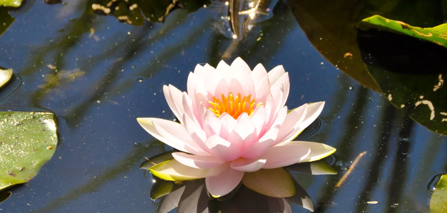 Eine rosa Seerose schwimmt auf einem Teich mit Seerosenblättern im Hintergrund