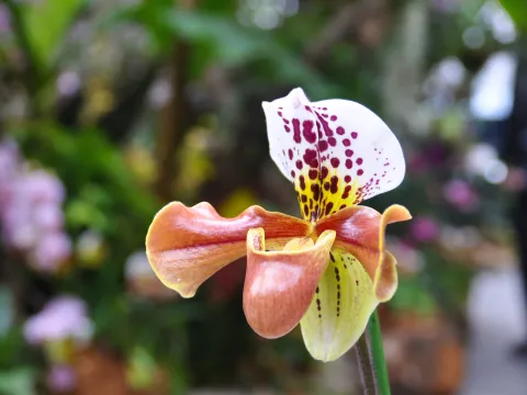 Frauenschuh-Orchidee vor grünem Pflanzenhintergrund