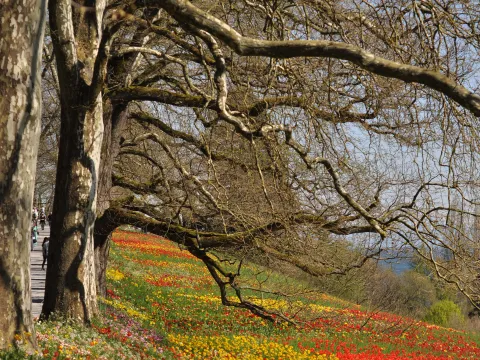 Wiese mit Tulpen
