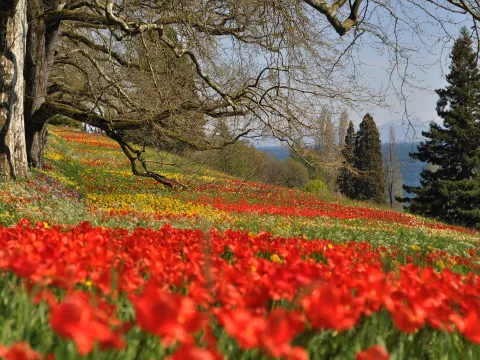 Wiese mit Tulpen