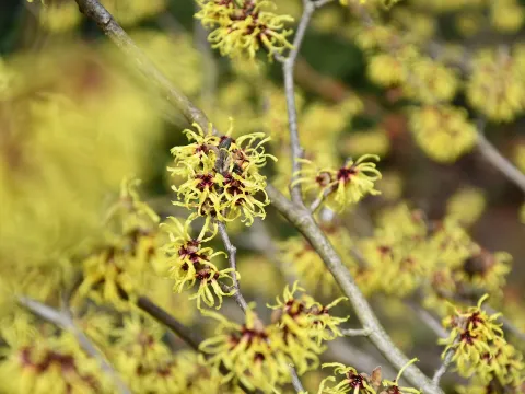 Strauch mit gelber Blüte