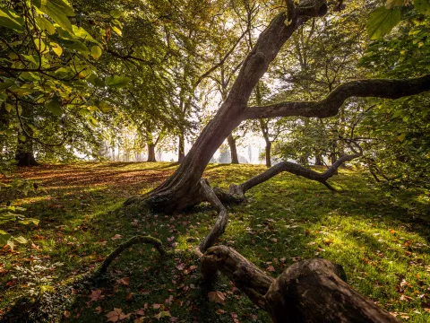 Schräg gewachsener Trompetenbaum mit ausladenden Ästen in einem sonnendurchfluteten Arboretum mit Laub auf dem Boden