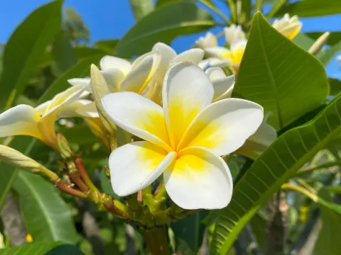 Weiß-gelbe Blüte einer Frangipani