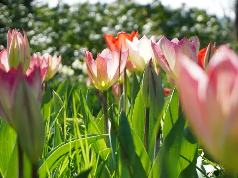 Tulpenwiese