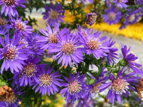 Violette Herbstaster