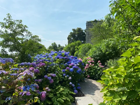 Weg mit blühenden Hortensienbüschen in verschiedenen Farben und umgeben von grünem Laub unter blauem Himmel