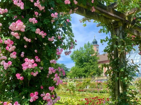 Rosenpergola im Italienischen Rosengarten der Insel Mainau mit Blick auf die barocke Schlosskirche St. Marien