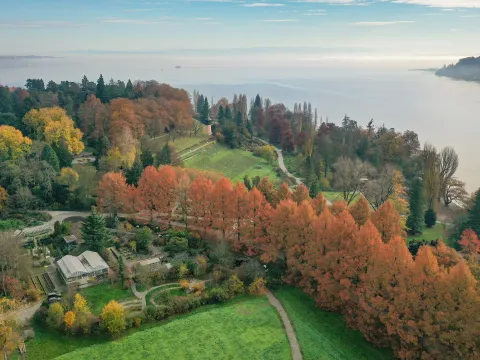 Herbstfärbung in der Metaseuoia-Allee auf der Insel Mainau