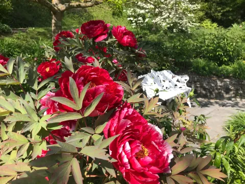 Insel Mainau / Marketing Sitzbank im Päoniengarten der Insel Mainau