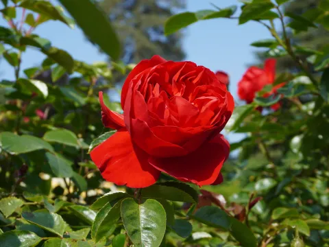 rote Rose