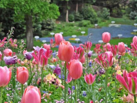 Tulpenblüte im Ufergarten auf der Insel Mainau
