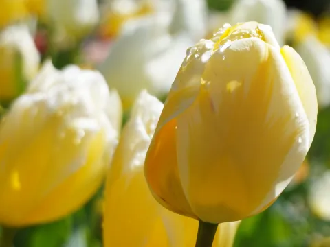 gelbe Tulpe mit Regentropfen