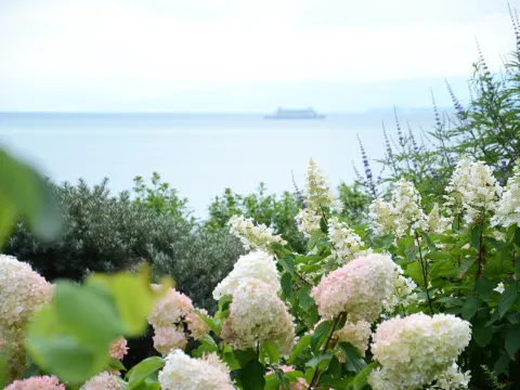 Weiße Hortensien auf der Insel Mainau mit Blick auf den Bodensee