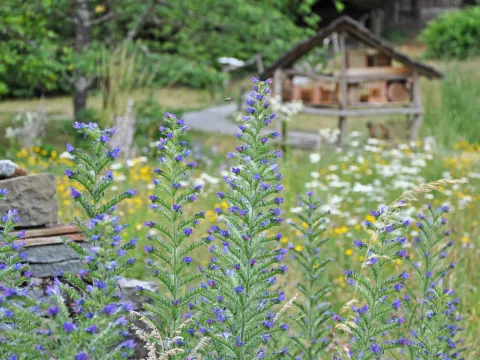 Echium vulgare im Insektengarten auf der Insel Mainau