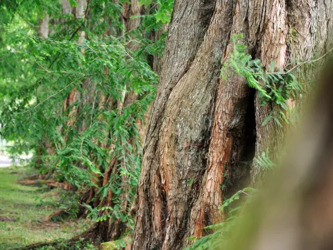 Nahaufnahme von dicken Baumstämmen einer Metasequoia-Allee im Sommer mit grünem Laub