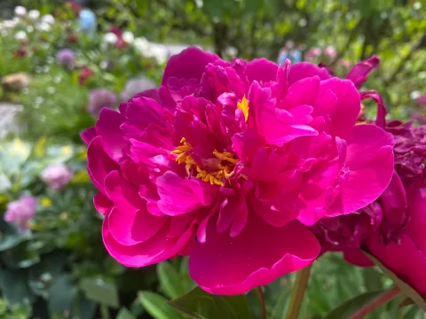 Pinke Pfingstrose auf der Insel Mainau