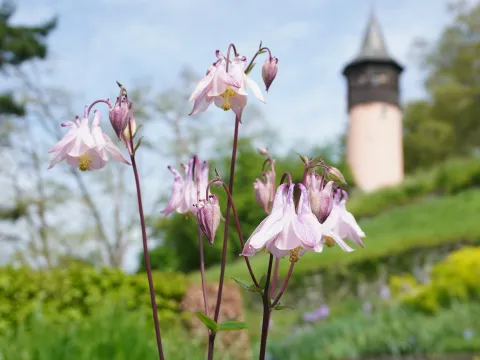 Schwedenturm Insel Mainau mit Akelei