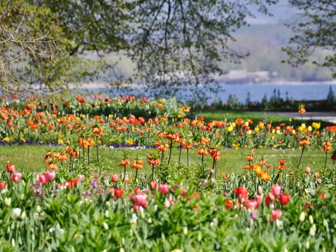 Frühlingsblumen wie Tulpen und Kaiserkronen im Ufergarten auf der Insel Mainau