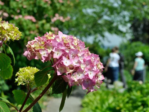 Nahaufnahme von rosa und grünen Hortensienblüten vor unscharfem Hintergrund auf der Insel Mainau