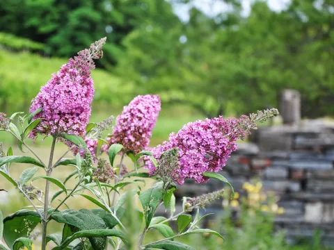 Buddleja davidii im Insektengarten auf der Insel Mainau