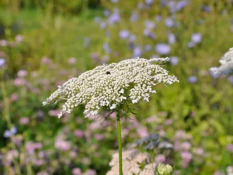 Doldenblüte der Wilden Möhre auf einer grünen Wiese