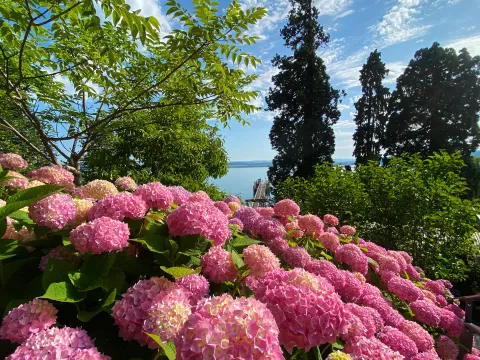Insel Mainau / Marketing Rosa Hortensienblüten vor Bodensee-Kulisse