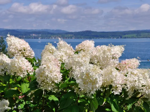 Weiße Hortensien auf der Insel Mainau mit Blick auf den Bodensee