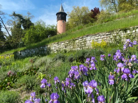 Schmaler runder Turm mit spitzem Dach auf einem bewachsenen Hügel mit blühenden lila Blumen im Vordergrund