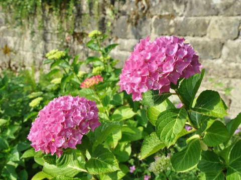 Pinke Hortensie umgeben von grünen Blättern vor einer grauen Steinwand auf der Insel Mainau