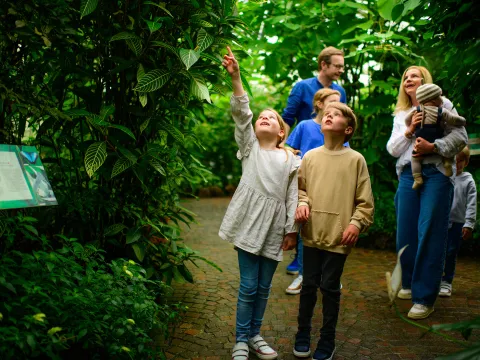 Familie mit Kindern staunt im Schmetterlingshaus auf der Insel Mainau