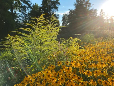 Beetkombination: Goldrute und Sonnenhut in Abendsonne