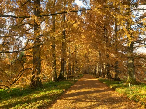 Herbstfärbung in der Metasequoia-Allee auf der Insel Mainau