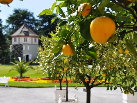 Historische Zitrussammlung auf der Insel Mainau, mit Blick auf den Gärtnerturm