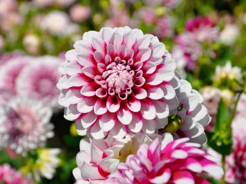 Insel Mainau / Marketing Dahlie mit weiß-pinker Blüte