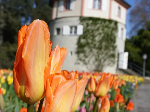 Gärtnerturm Insel Mainau mit Tulpen im Frühling