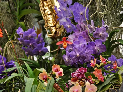 Insel Mainau / Marketing Verschiedene Orchideen in der Orchideenschau auf der Insel Mainau