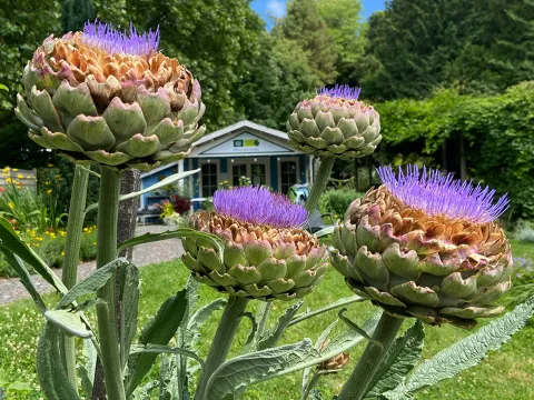blühende Artischocke im Platanenweg 5 mit Pflanzenberatung im Hintergrund