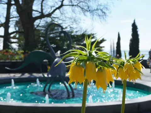 Schwanenbrunnen Insel Mainau mit Kaiserkronen 