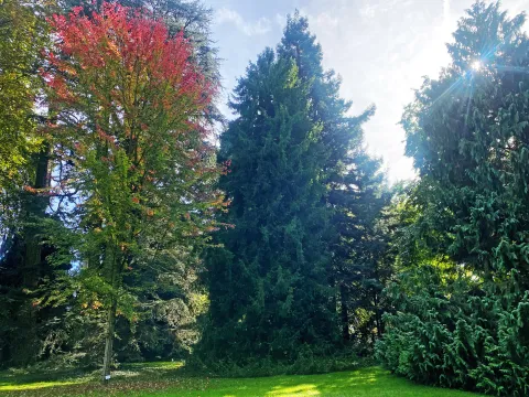 Gruppe von Nadel- und Laubbäumen auf einer grünen Wiese bei sonnigem Himmel