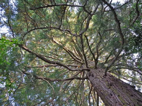 Mammutbaum im Arboretum der Insel Mainau