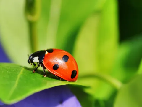 Marienkäfer mit roten Flügeln und schwarzen Punkten auf grünem Blatt vor unscharf grünem und violettem Hintergrund