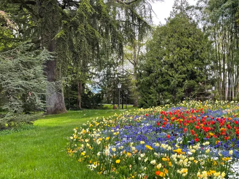 Bunte Blumenwiese mit roten, gelben und blauen Blüten vor großen Bäumen und grünem Rasen