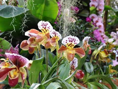 Verschiedene Orchideen in der Orchideenschau auf der Insel Mainau