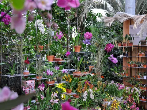 Hängeregal mit verschiedenen Orchideenpflanzen im Palmenhaus auf der Insel Mainau