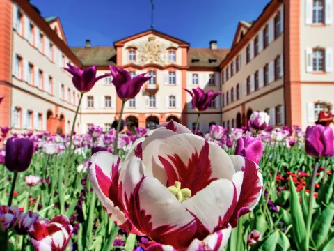 Tulpen vor dem Schloss Mainau
