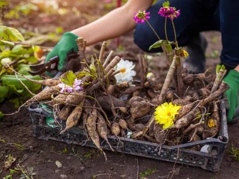 Mariia Boiko / Shutterstock.com Dahlienknollen in einer Kiste